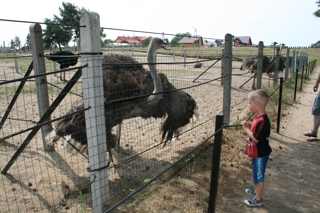 IMG_3981.JPG - Ze strusiem :)