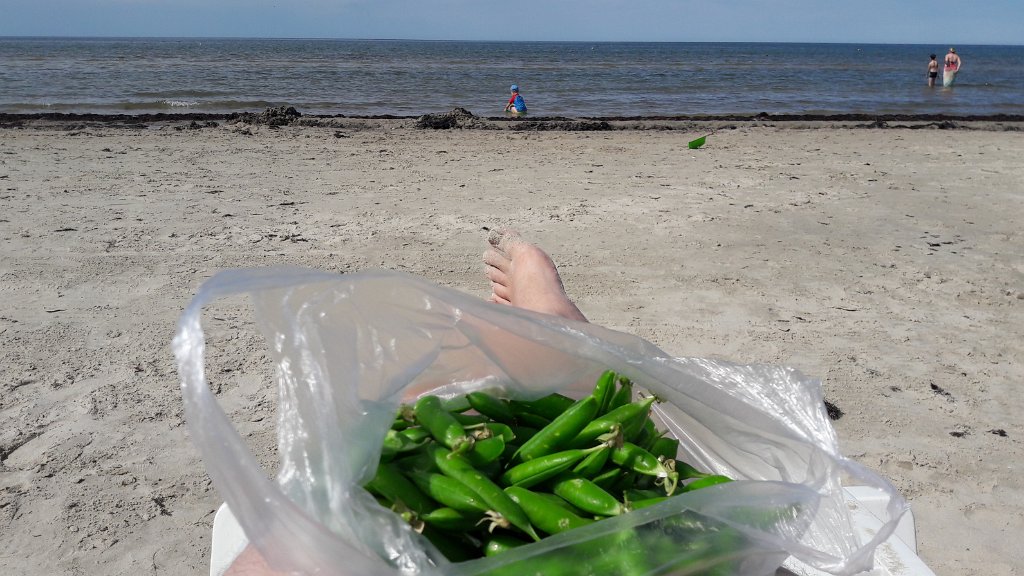 20170721_115857.jpg - Groszek jeszcze fiński, plaża już łotewska :)